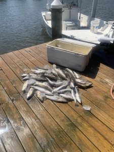 Chasing Trout and casting dreams in Mississippi